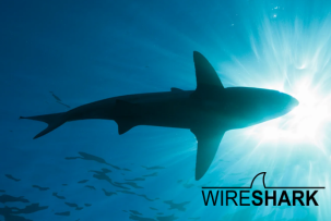Возвращение сетевого детектива: Wireshark 4.6.3 выходит с исправлениями безопасности